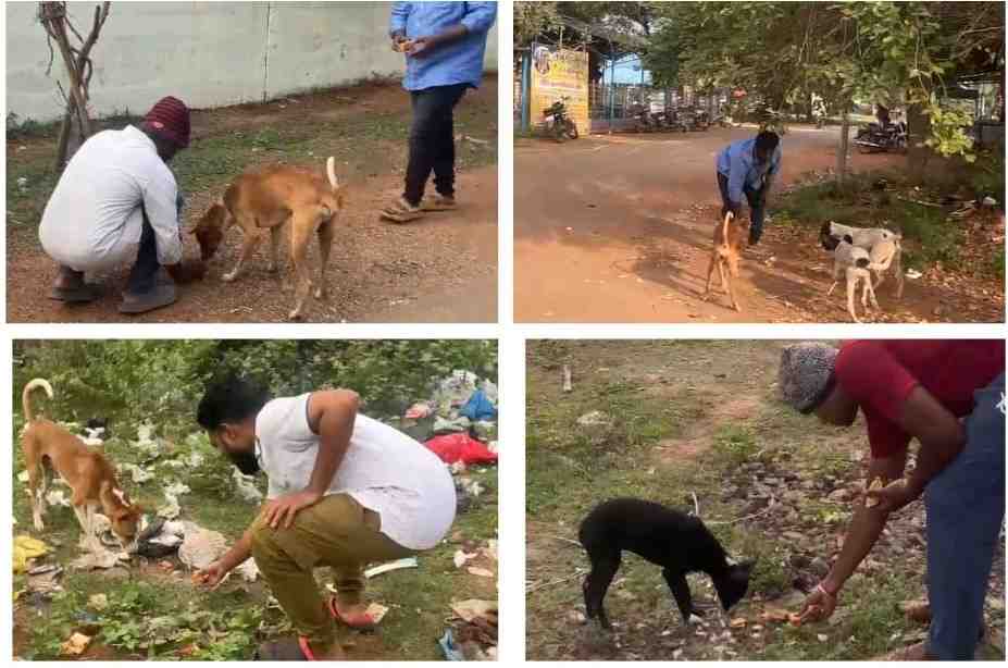 Street Dog Feeding